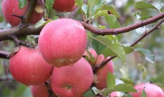 新疆阿克苏苹果 新疆阿克苏苹果
